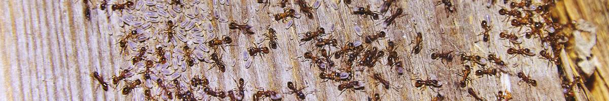 ant-infestation Ant Infestation and Extermination