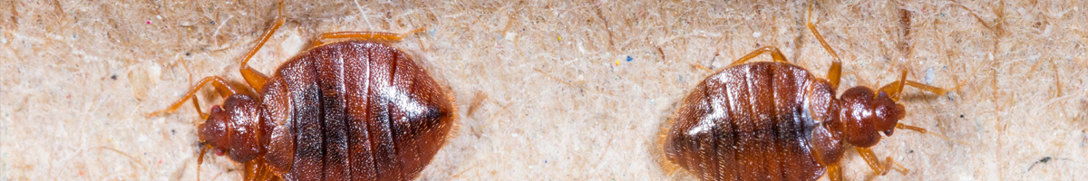 bed-bug-mgmt-banner-2023 Bed Bug Management