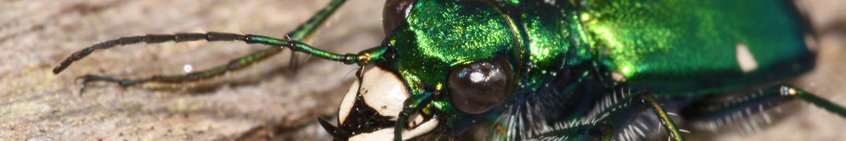 beetle-pest-control Beetle Pest Control with Rid-a-Bug Exterminating