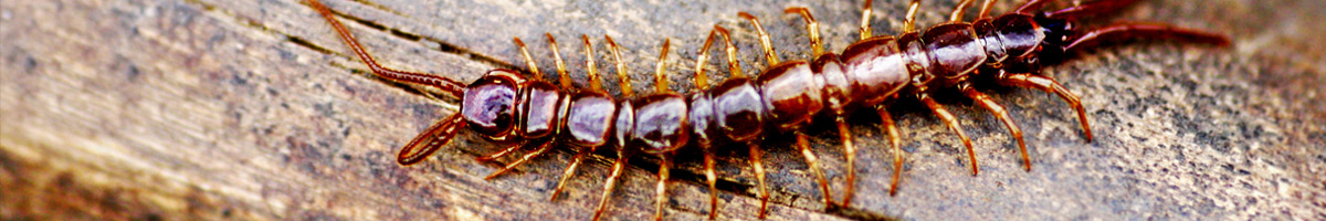 centipedes Centipedes extermination