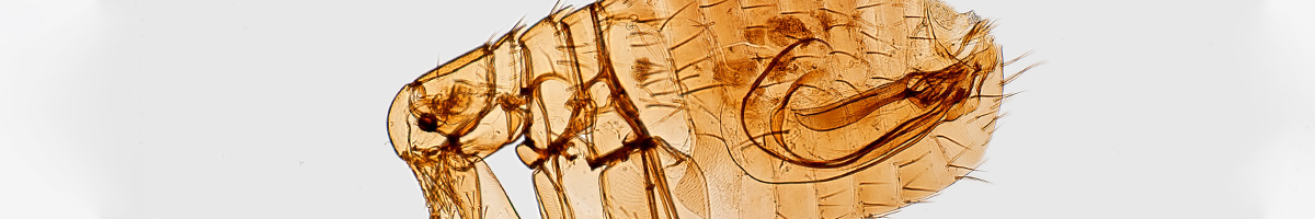 flea-extermination Flea Extermination with Rid-A-Bug