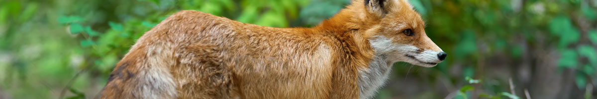 fox-management Fox Management and Removal