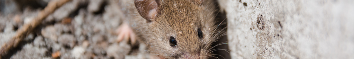 mice-and-rat-management Mice and Rat Management