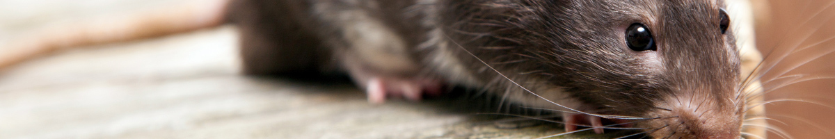 mice-and-rat-removal Mice and Rat Removal