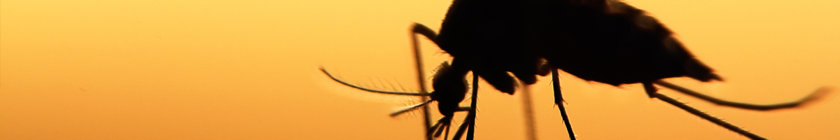 mosquito-mgmt-banner-2023 Mosquito Management