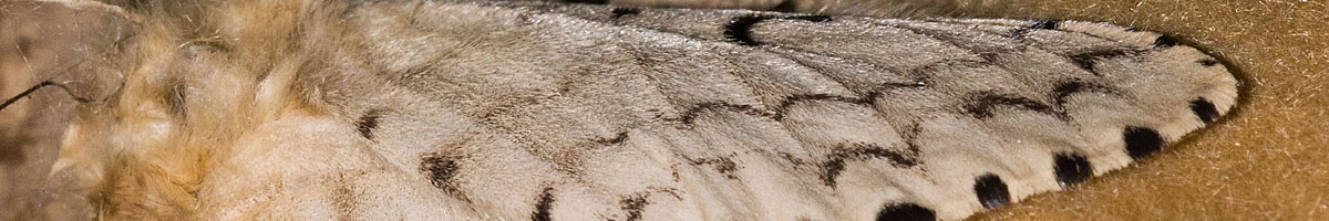 moth-management Exterminating and Controlling Moths