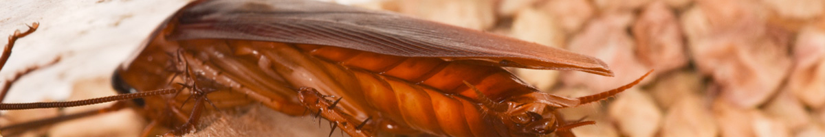 oach-extermination Cockroach Extermination