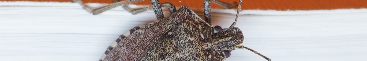 pest-insect-banner-2023 Pest/Insect Management