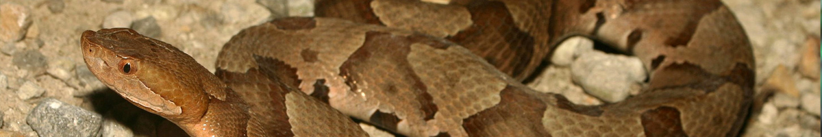 snake-management Snake Management