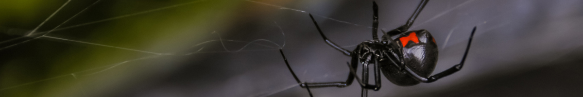 spider-management Spider Management