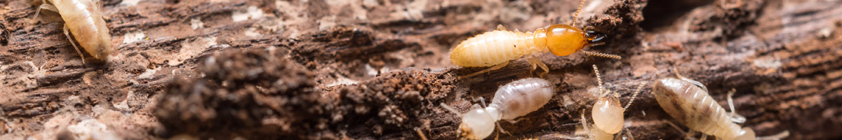 termite-mgmt-banner-2023 Termite Management by Rid-A-Bug