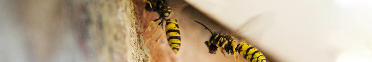 wasp-extermination_2 Exterminating Wasps