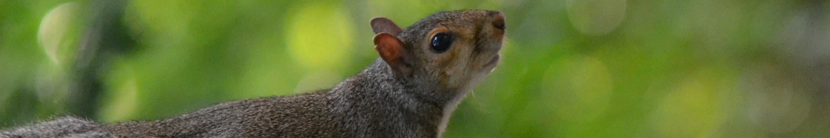 wildlife Wildlife Management