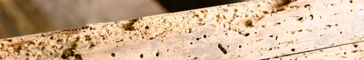woodworms Woodworms extermination