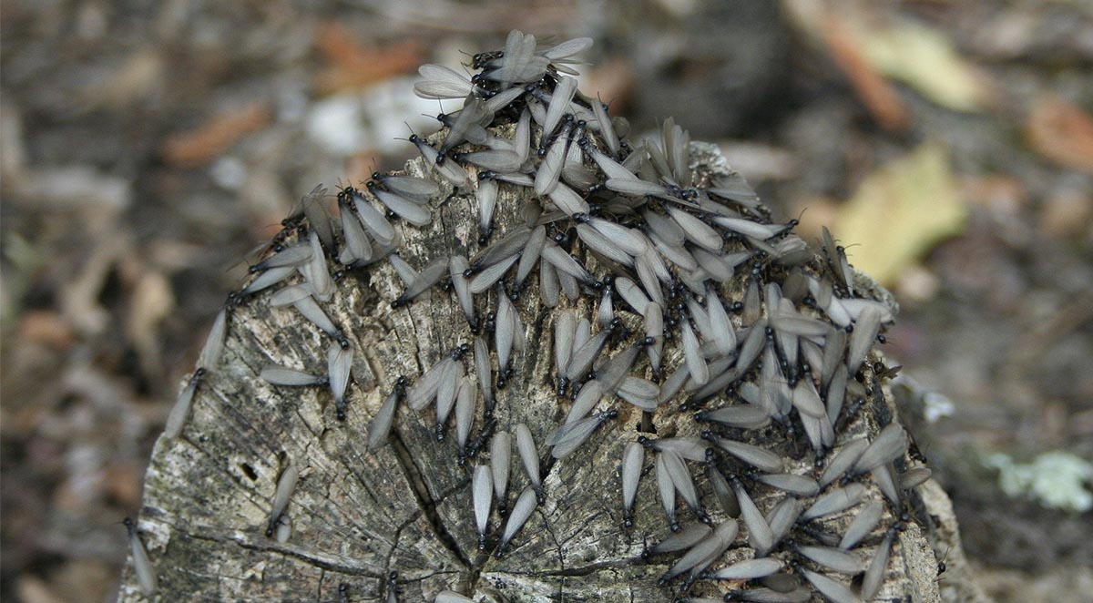 6 Secrets Termites Do Not Want You To Know