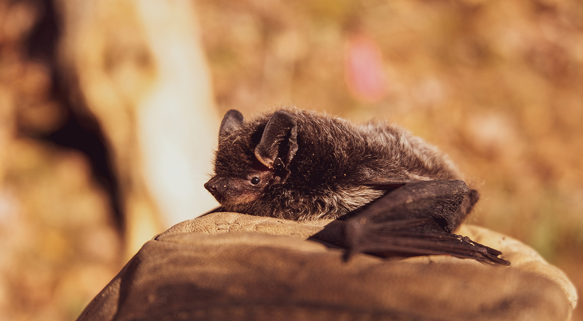 Is Bat Extermination Legal in North Carolina?