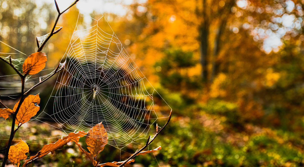 Why You&rsquo;ll See More Spiders in Fall than Summer