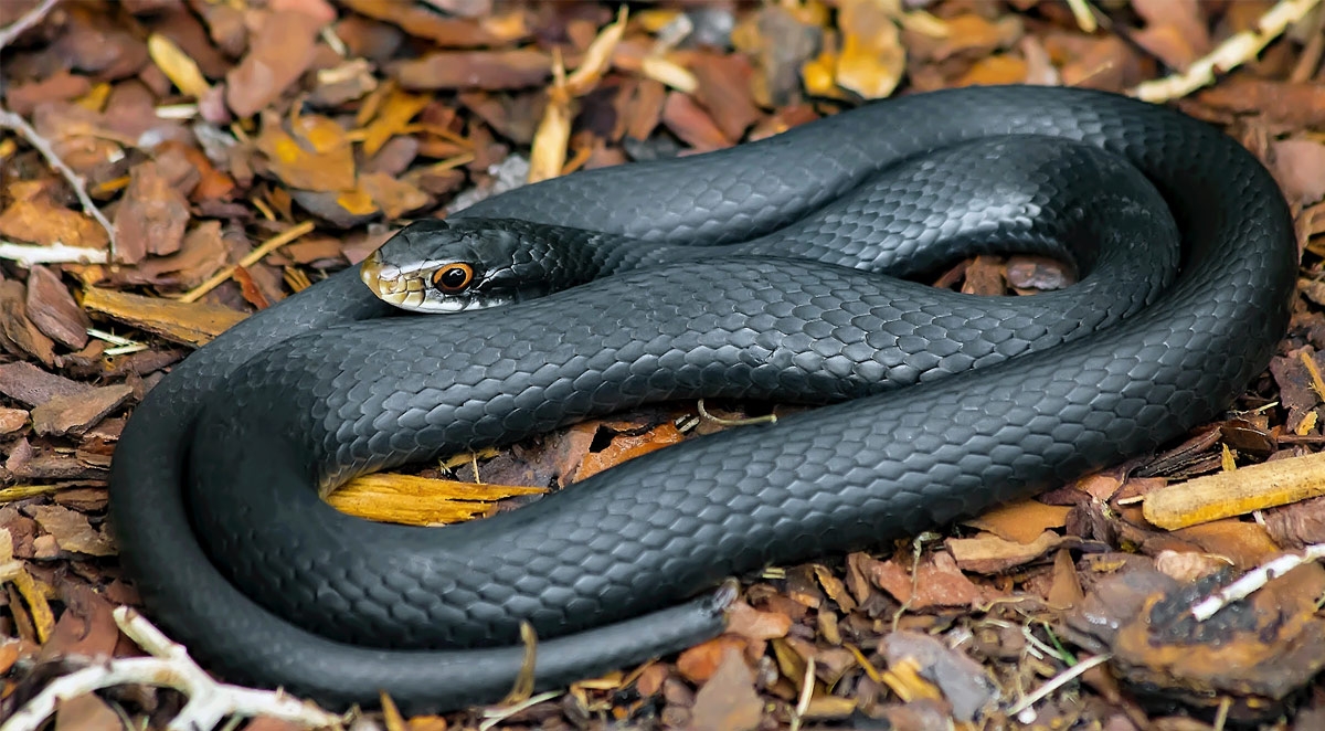 How to Keep Snakes Out of Your Home and Yard