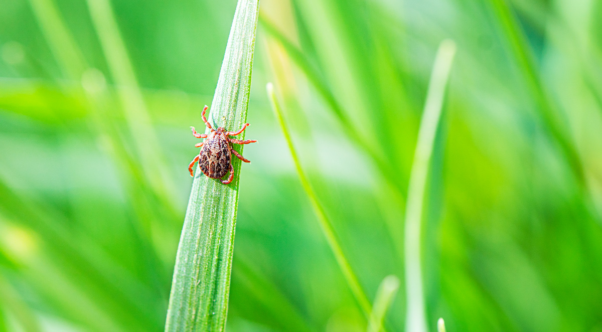 Do I Need To Treat My Lawn for Ticks?
