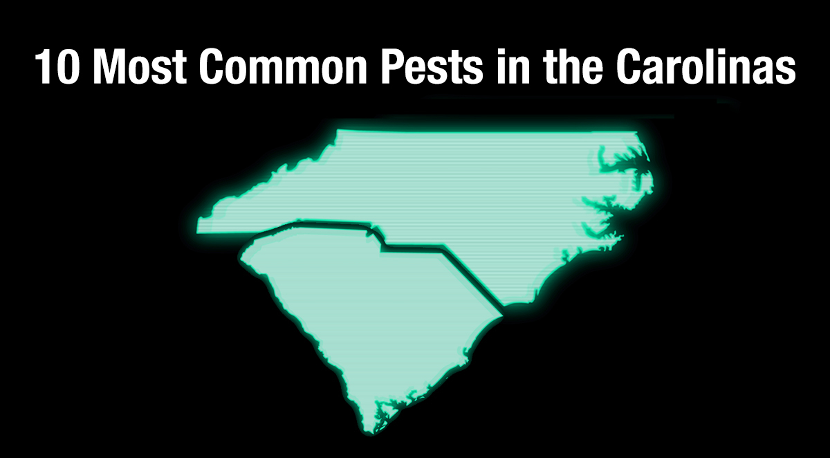 10 Most Common Pests in the Carolinas
