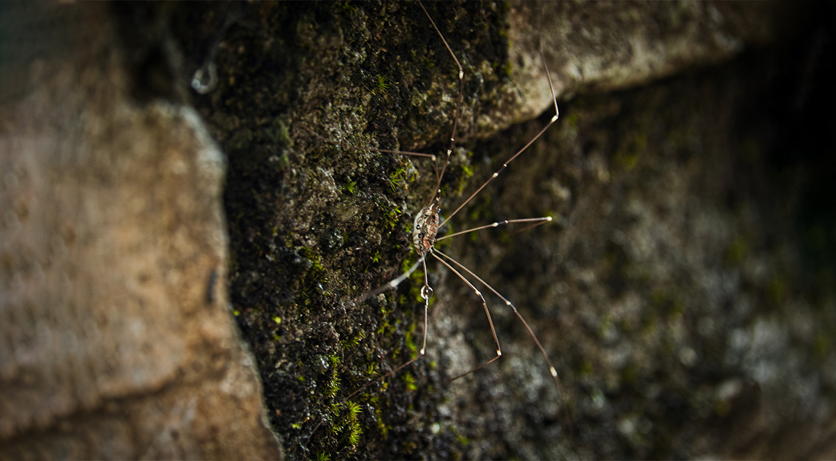Are Spiders Beneficial?