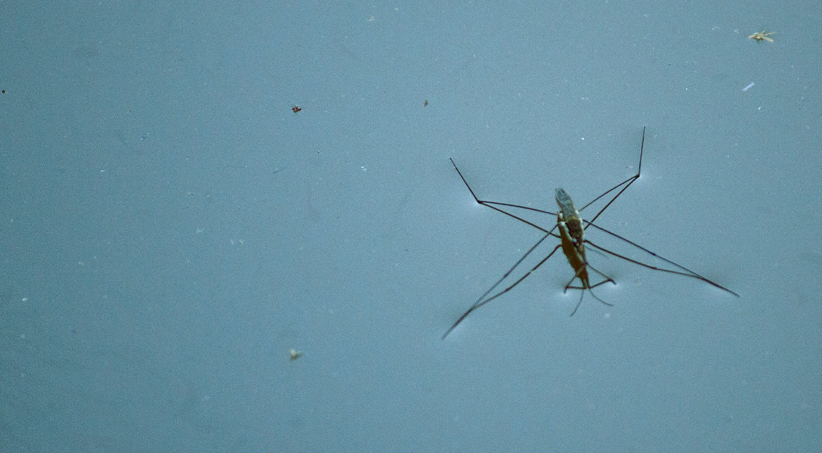 How to Get Rid of Mosquitoes