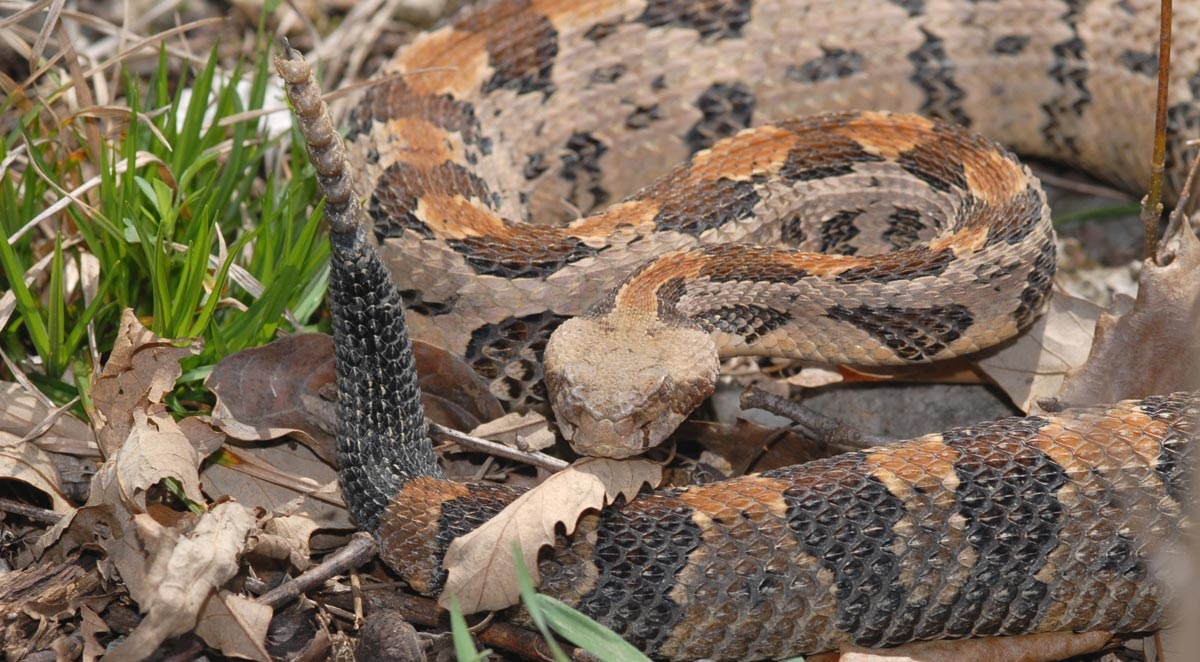 How to Identify Venomous Snakes in North Carolina