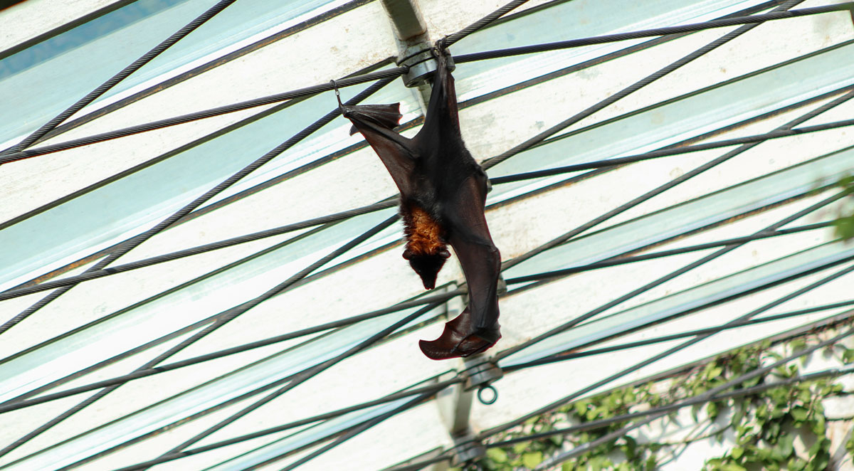 Is Bat Extermination Legal in Virginia?