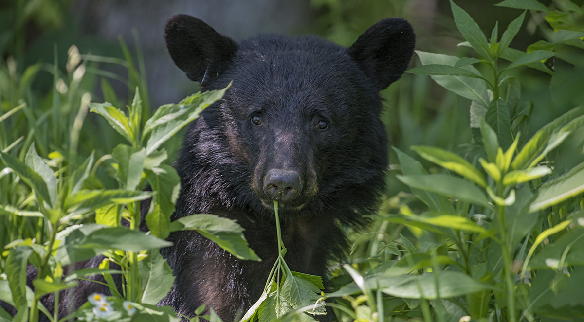 Wildlife To Look Out for in Early Fall