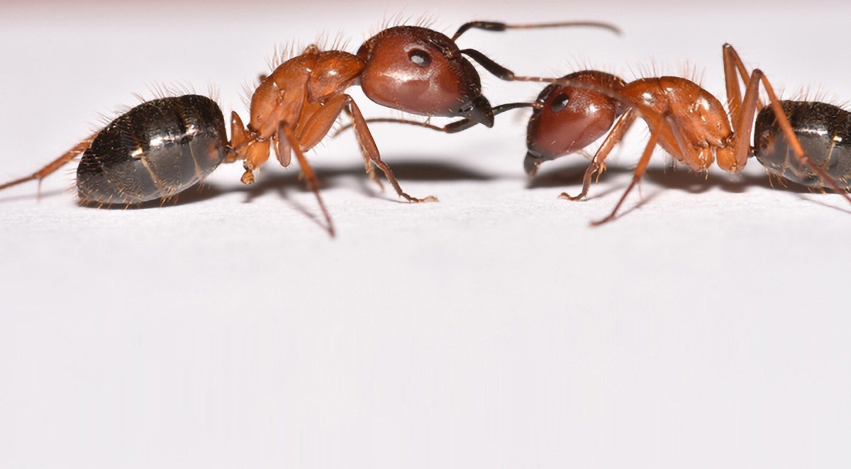 Moisture Ants vs. Sugar Ants