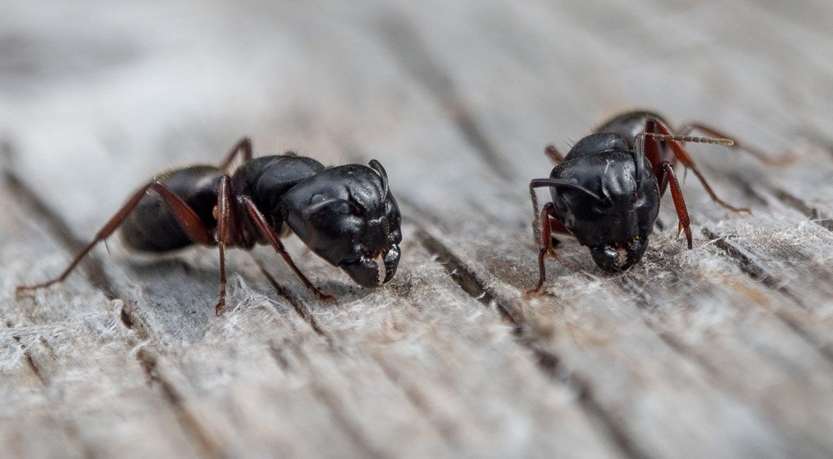 Here Come the Carpenter Ants