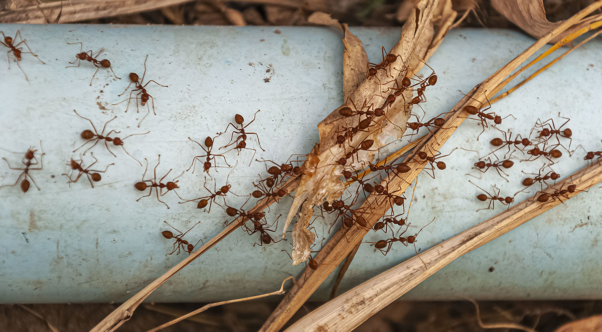 When Does An Ant Infestation Require Professional Pest Control?