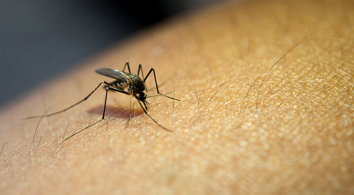 Mosquito Season: When to Call a Professional