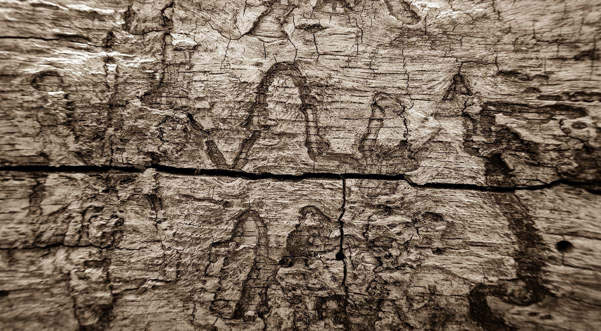 Wood Destroying Insects (WDI) - What They Are and How to Keep Them Out of Your Home