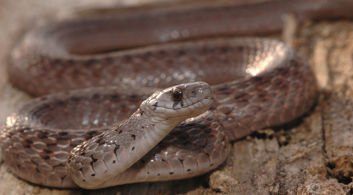 Will a Pest Company Remove a Snake?