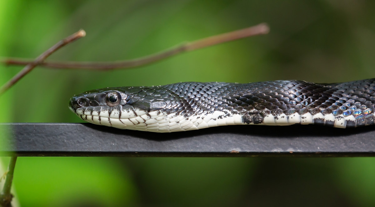 How to Make Your Home Unfriendly for Snakes