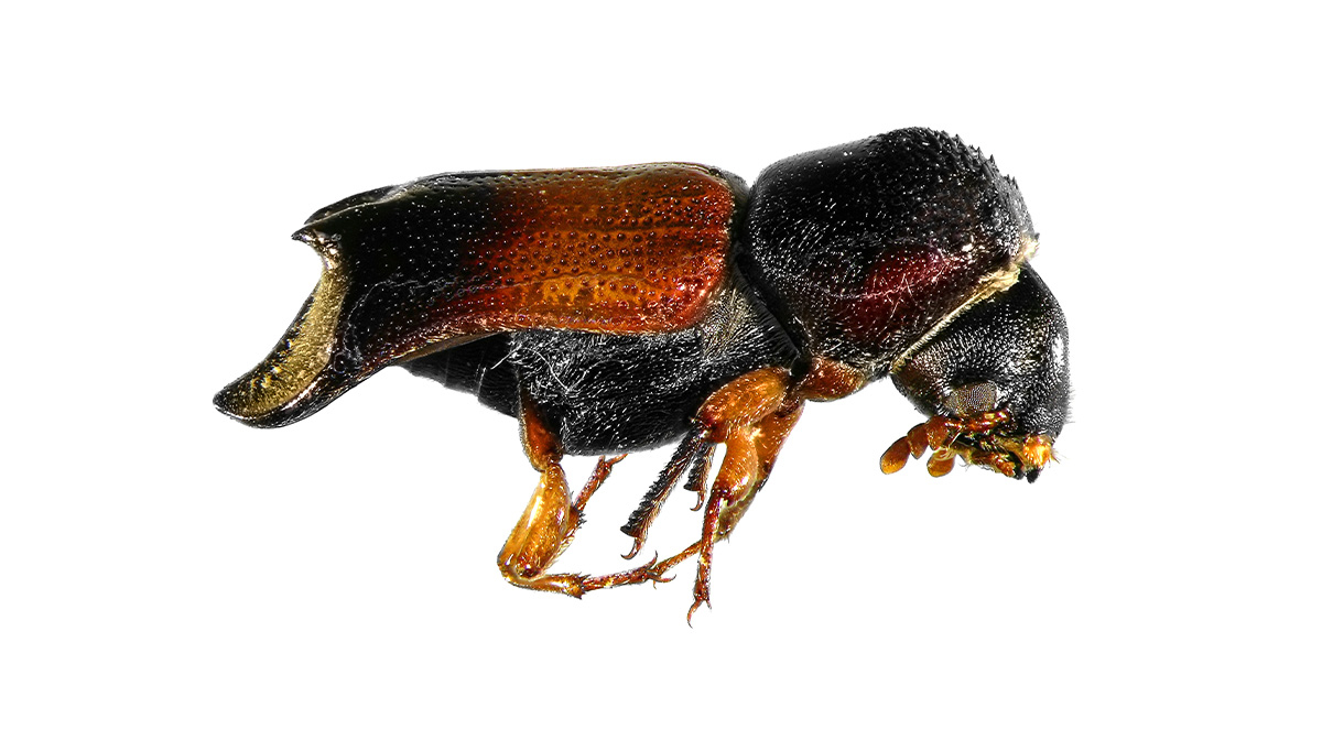 What Are Powderpost Beetles?