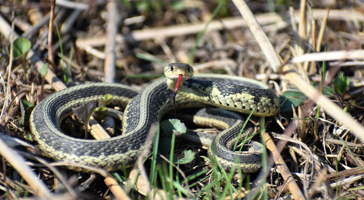 What to Do About Snakes