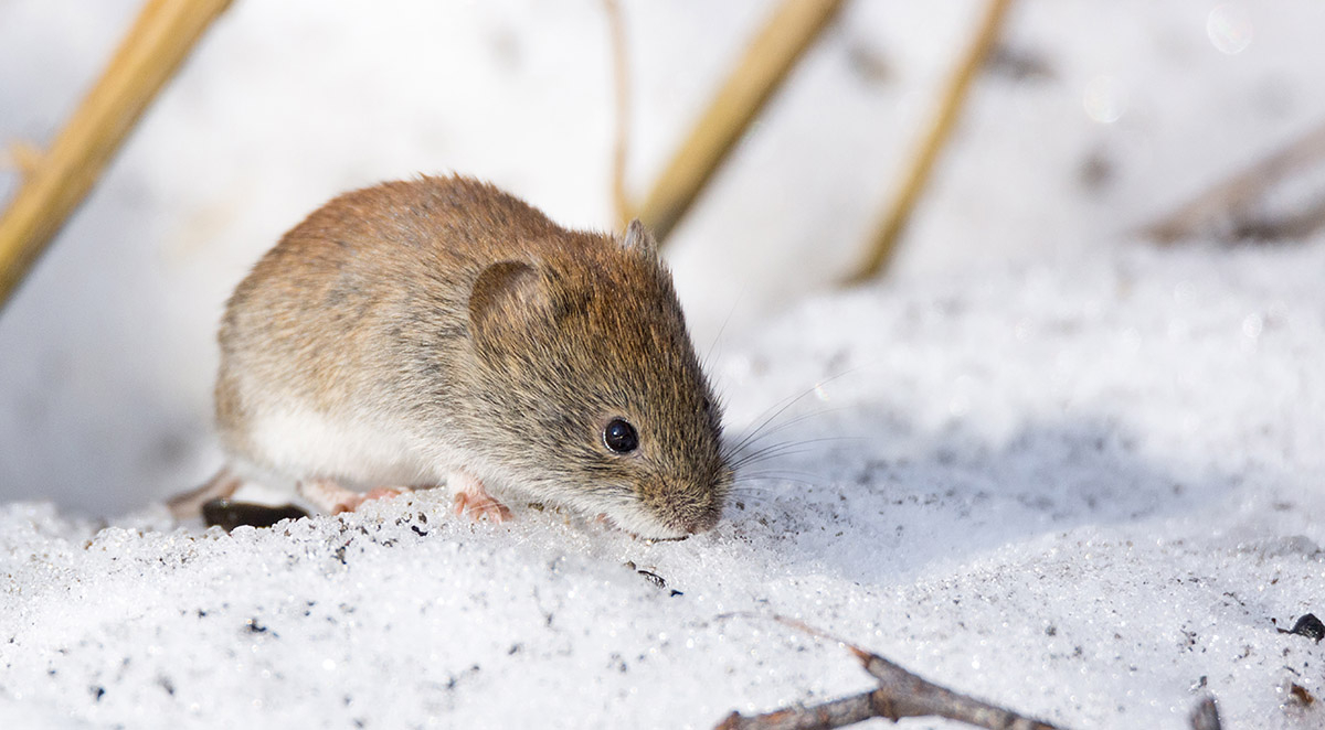 Preventing Rodent Infestations During Winter
