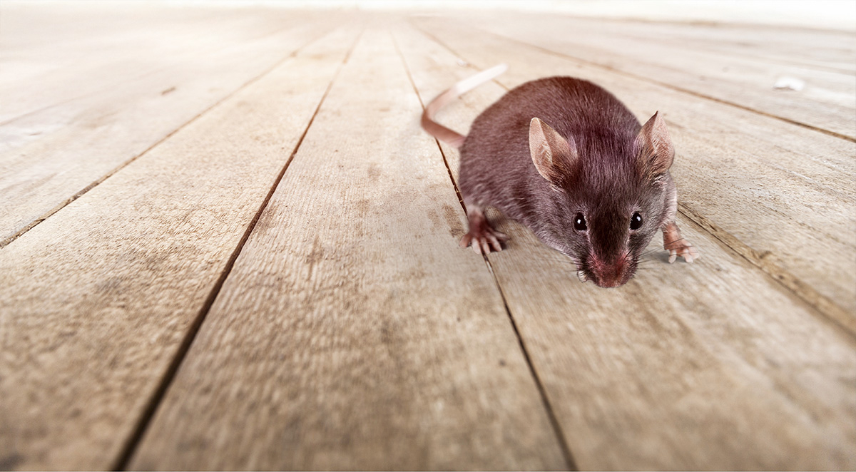 Which Pests Don&rsquo;t Die During Winter