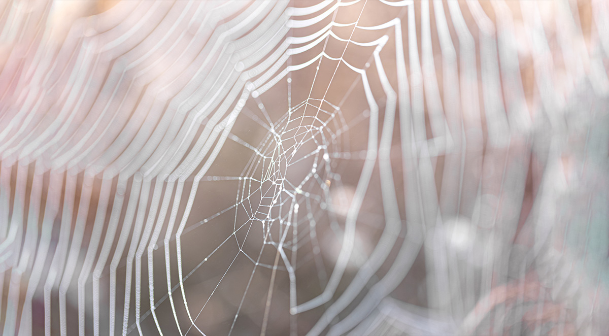 4 Reasons Why Spiders Are Important