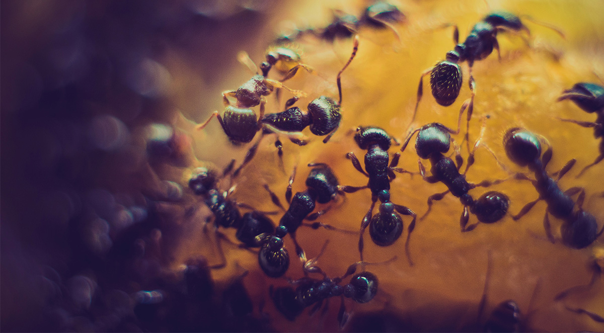 Carpenter Ants: How to Get Rid of Black Carpenter Ants