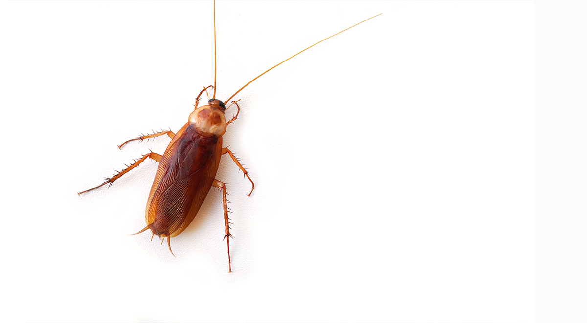 A Property Manager&rsquo;s Guide To Cockroach Infestations