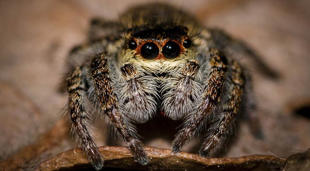 Why Are People Afraid of Spiders?