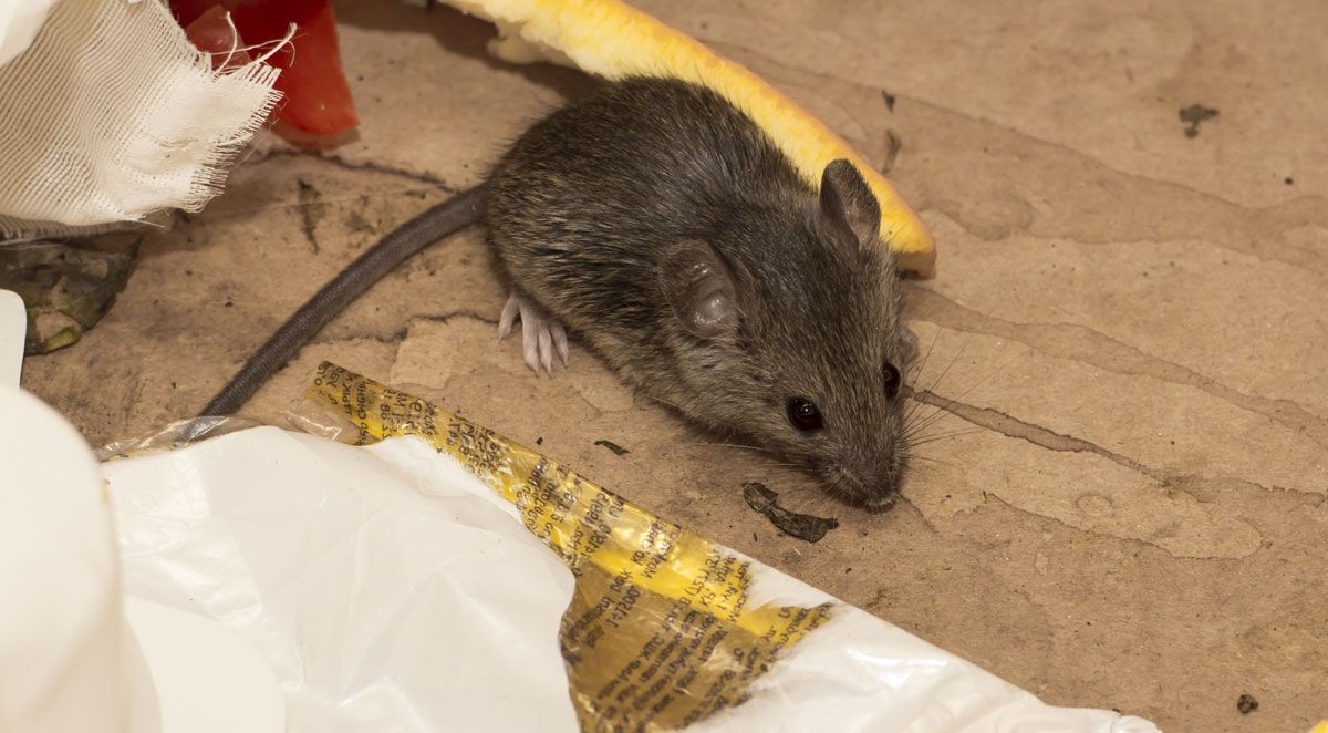 Do Rodents Hibernate In Your Home?