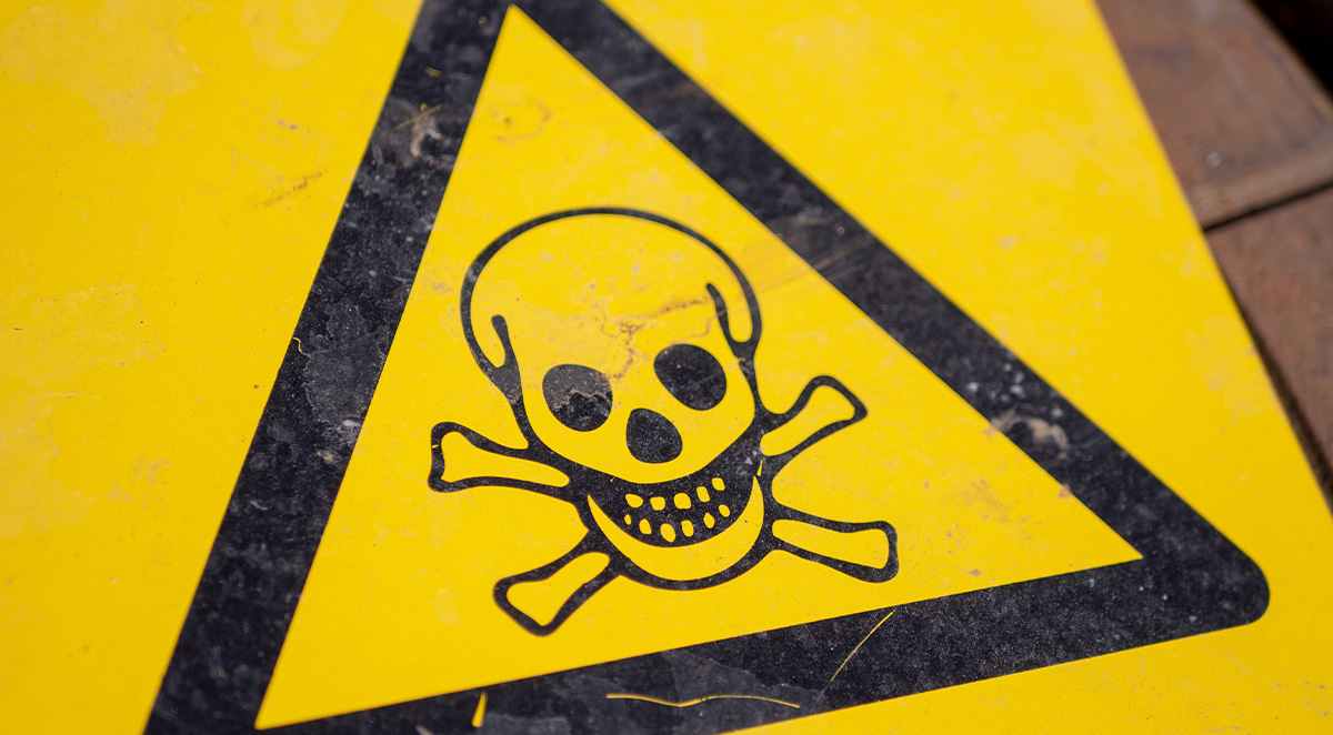 How to Handle Flying Ants in Your Home