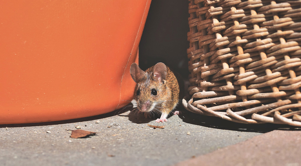 Pests That Show Up After the Holidays