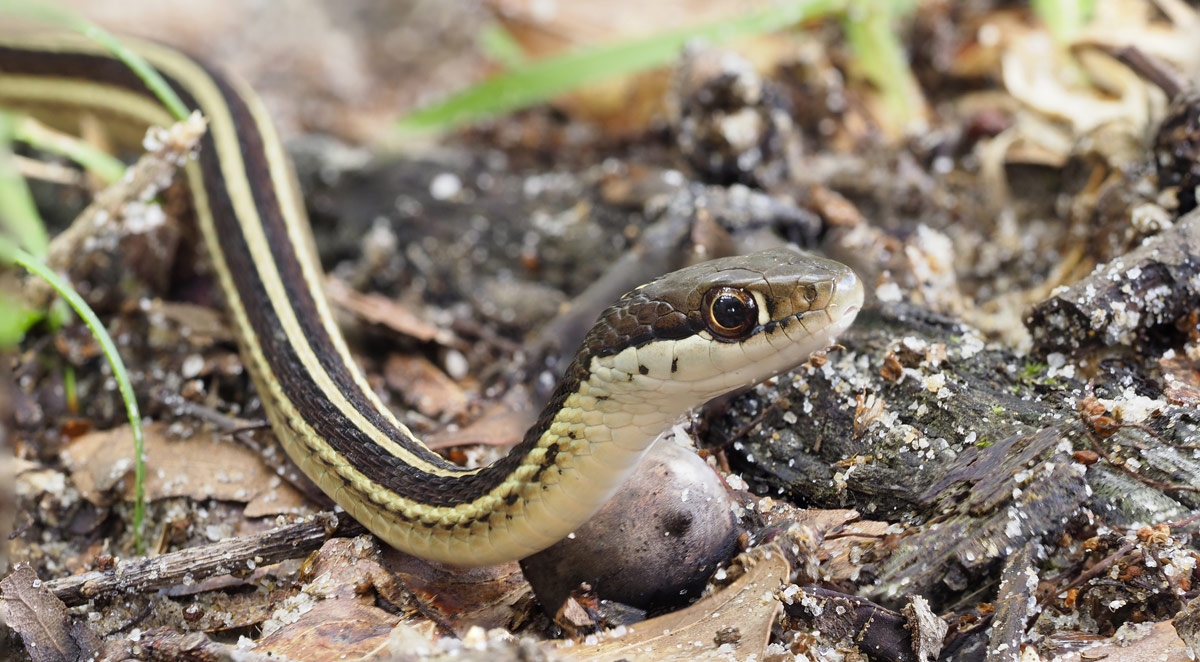 Where Do Snakes Live? A Regional Guide to Snake Habitats and Prevention