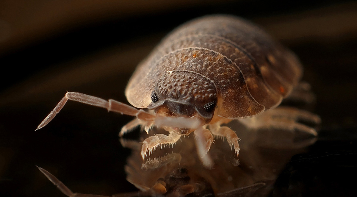 How to Identify and Remove Bed Bugs