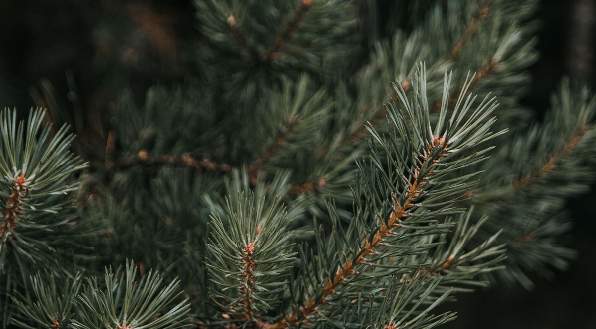 What Christmas Tree Pests To Expect in Your Home